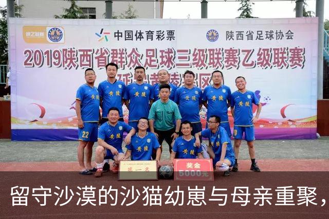 留守沙漠的沙猫幼崽与母亲重聚，摄影师默默守候